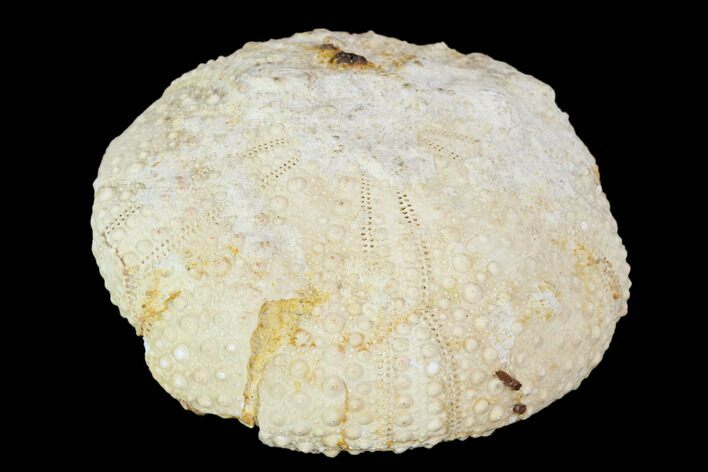 Fossil Sea Urchin (Tetragramma) - Morocco #104452